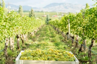 2024 Select Harvest Rosé | Road 13 Vineyards